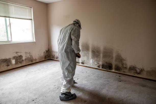 Why You Should Choose Our Mold Remediation Services in Cottonwood Shores, TX